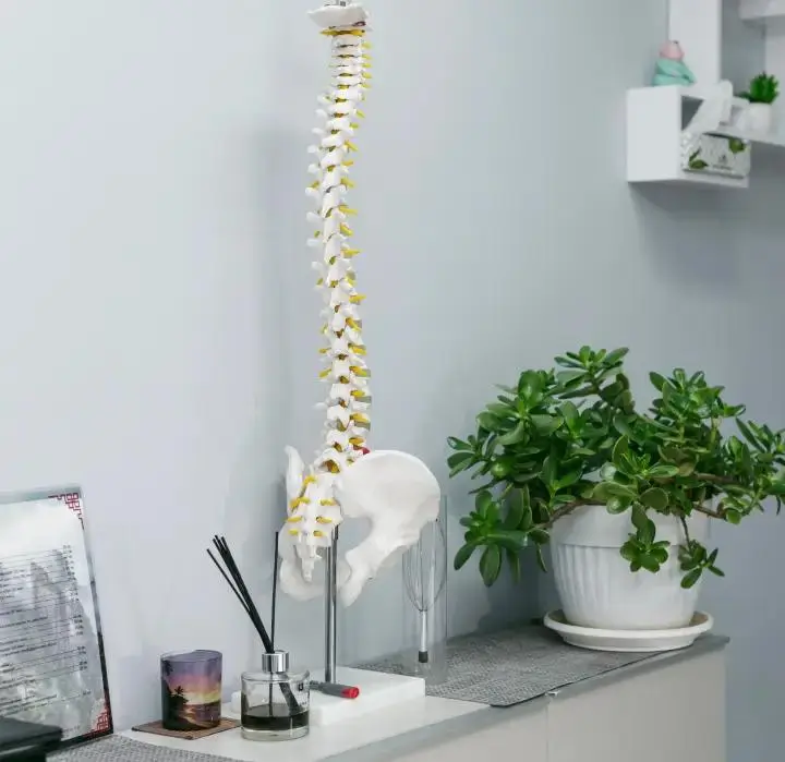 Chiropractor Melbourne spine model in chiropractic consultation room