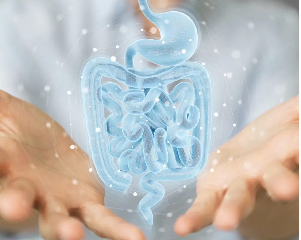 3D rendering of digestive system supported by hands symbolising gut health